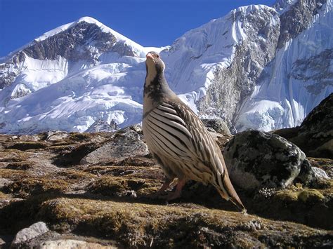 Nepal Himalayas Bird Simple Catch Pro