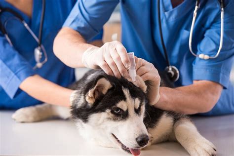 Dog Illness Symptoms Signs Your Dog Is Sick Readers Digest