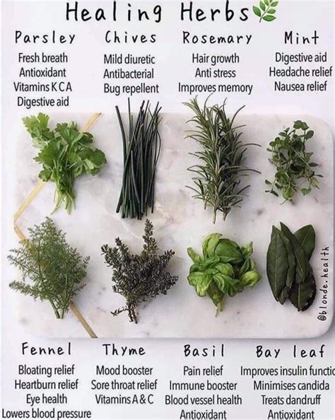 Pin By Emily Rooks On All Natural Healing Herbs Magical Herbs Herbs