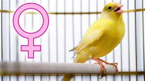 Female Canary Singing Youtube