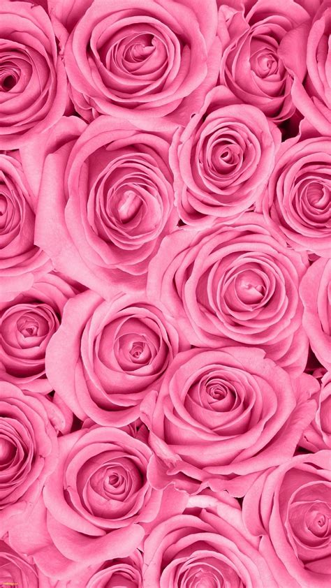 Pink Full Screen Home Screen Rose Wallpaper Hd Img Solo