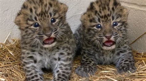 Winning Names Of Two Baby Amur Leopards Announced At Nys Fair Photos