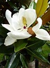 Magnolia grandiflora Little Gem - Magnolia Little gem - Tauranga Tree Co