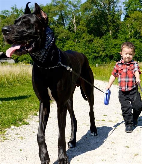 Do You Want One Of 15 Of The Biggest Dog Breeds As A Pet Page 8
