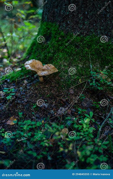 Mushrooms Of The Genus Milkweed Edible Mushrooms Grew In The Forest