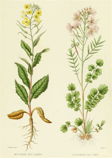 Mustard Cardamine French Antique Botanical Print Botanical