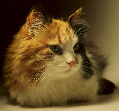 Your cat or kitten needs a better name—an awesome name—a disney name. Calico Cat Names - 250 Great Ideas For Naming Your Calico ...