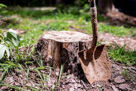 3 Easy And Cost Effective Ways To Remove A Tree Stump Tree Stump