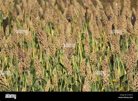 Hybrid Jowar Indian Food Crop Maharashtra India Stock Photo Alamy