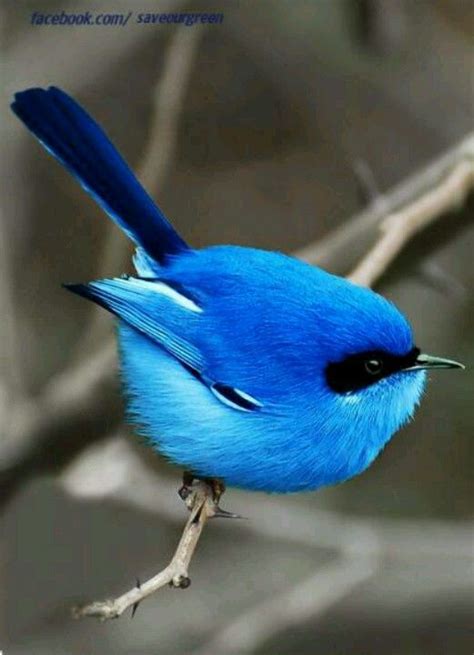 Isolated photo of a canada goose cleaning feathers. Blue bird of Australian happiness! | Birds, Pretty birds ...