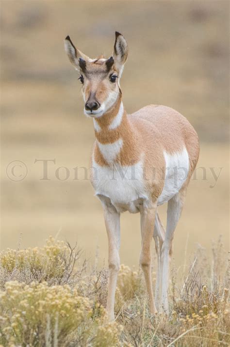 Pronghorn Antelope Juvenile Tom Murphy Photography