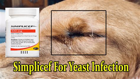 Simplicef For Dogs Yeast Infection Treatment At Home Antibiotics For Dogs