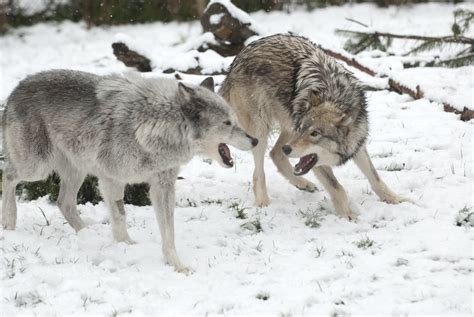Grey Wolf Oregon Zoo
