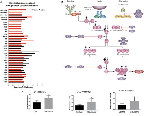 Activation Of Complement Classical And Coagulation Cascades A A