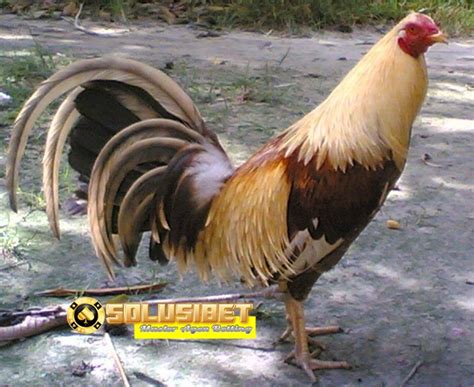 Cokelat atau coklat adalah sebutan untuk hasil olahan makanan atau minuman dari biji kakao. Ini Dia Empat Jenis Ayam Laga Terbaik Indonesia - Panduan ...