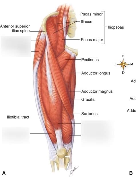 Muscles Of The Anterior Thigh 2 Diagram Quizlet