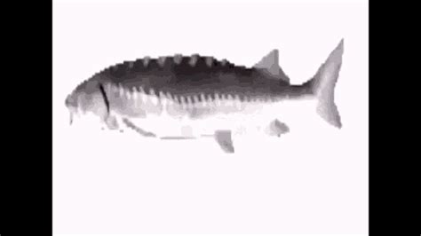 Fish Spinning Gif Fish Spinning Discover Share Gifs
