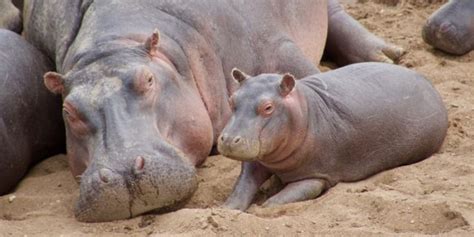 Hipopótamo Animal Información Alimentación Y Características