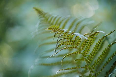 Nature Fern 4k Ultra Hd Wallpaper