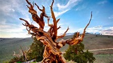 Matusalén, el árbol más viejo del mundo que tiene más de 4.847 años ...