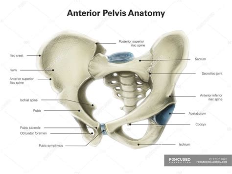 Pelvis On Human Body