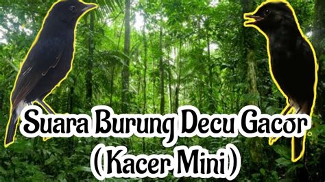 For your search query decu kembang gacor mp3 we have found 1000000 songs matching your query but showing only top 10 results. Decu Kembang Gacor : Download Suara Burung Decu Mini ...