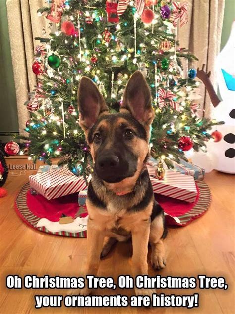 A Beautiful German Shepherd Guarding The Christmas Tree If Anyone