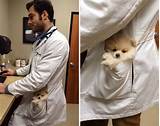 Pictures of Exotic Pet Doctor
