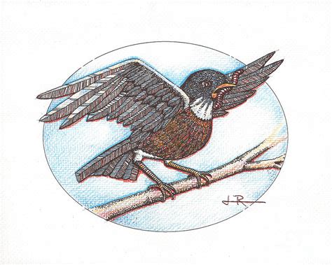 Early Bird Alighting Drawing By Jim Rehlin