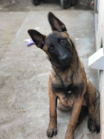 * = up to date shots and vaccinations. Belgian Malinois puppy for sale in MANTECA, CA. ADN-25763 ...