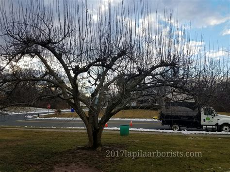 How Do You Prune An Overgrown Crabapple Tree