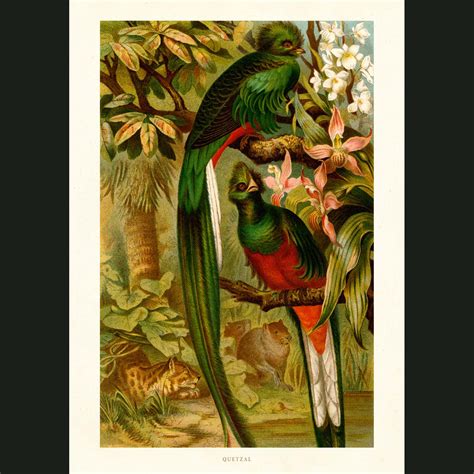quetzal bird fine art print