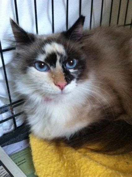 Search for cats for adoption at shelters near boston, ma. Fur is a Siamese mix cat waiting for a forever home. Brian ...
