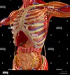 Corps humain, le système musculaire, le système digestif, de l'anatomie ...