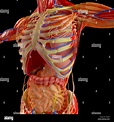 Menschliche Körper, Muskulatur, Verdauungssystem, Anatomie. Speiseröhre ...