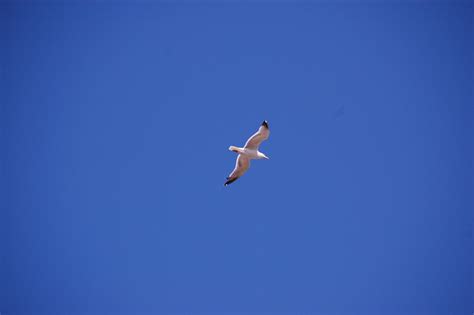 Free Images Bird Wing Sky Seabird Seagull Gull Flight Blue