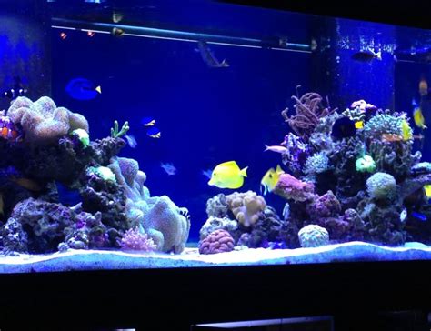 210 Gallons Fish Tanks And Aquariums