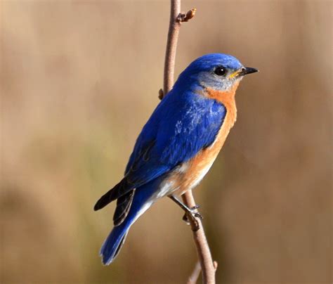 The Eastern Bluebird Sialia Sialis