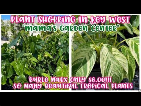 Plant Shopping At Mamas Garden Center So Many Beautiful Tropicals