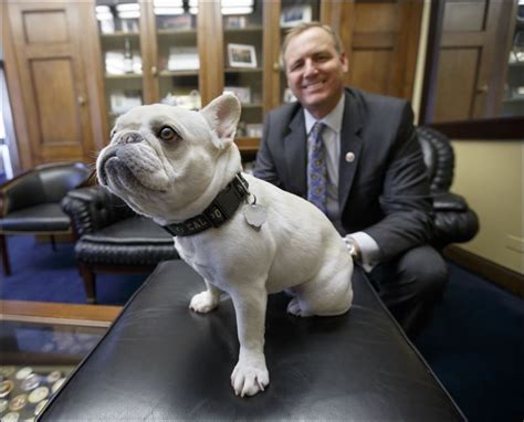 Pet wellness & environmental practice is our passion. Lawmakers want Amtrak to allow small pets on trains | Dog ...