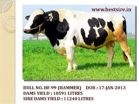 Frozen Cattle Semen Pregmax Hf 101 Pack Size 20 At Rs 75piece In Panipat