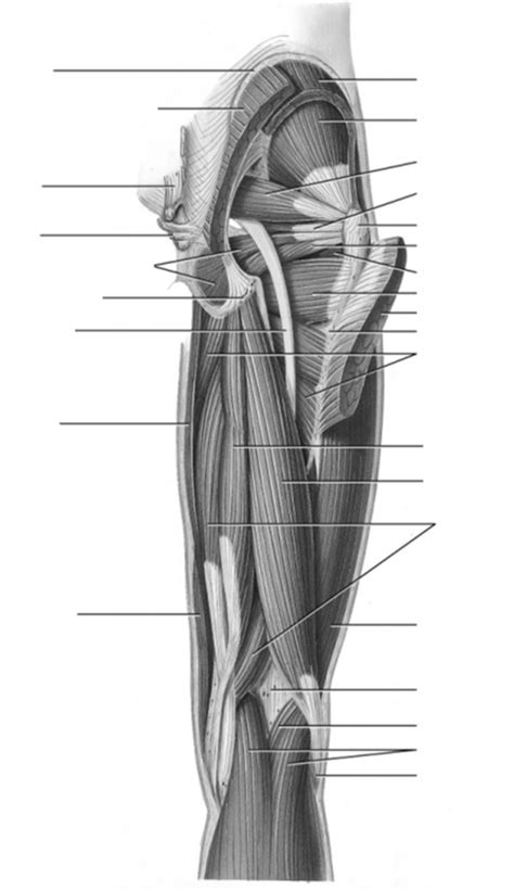 Posterior Thigh Muscles Diagram Quizlet