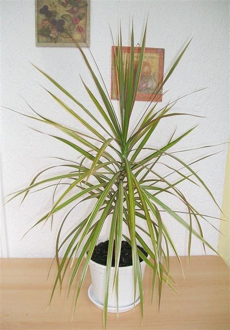 Dracaena Plant Care Tips For Growing A Dracaena Plant Indoors