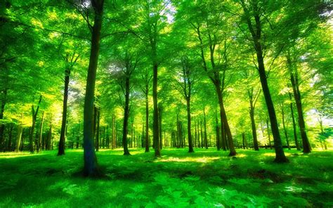 Forest Full Hd Coolwallpapersme