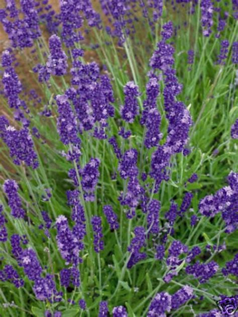 30 Lavendula Red Lavender Flower Seeds Easy To Grow Etsy