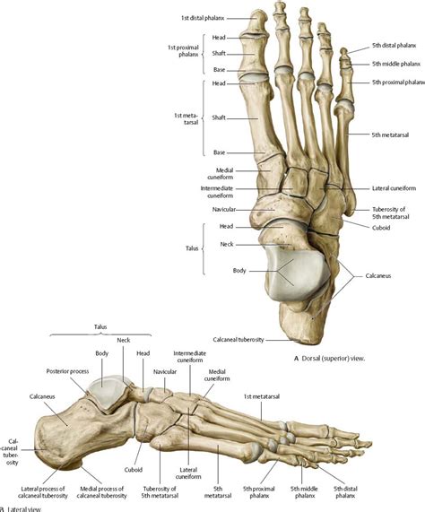 Ankle And Foot Atlas Of Anatomy