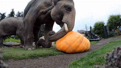 Elephants Smashing Pumpkins Reyebleach