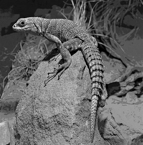 Lizard In Black And White Free Stock Photo Public Domain Pictures