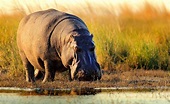 Symbolic Hippopotamus Meaning on Whats-Your-Sign