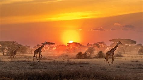 Africa Giraffe Savannah Sunrise Wildlife Hd African Wallpapers Hd